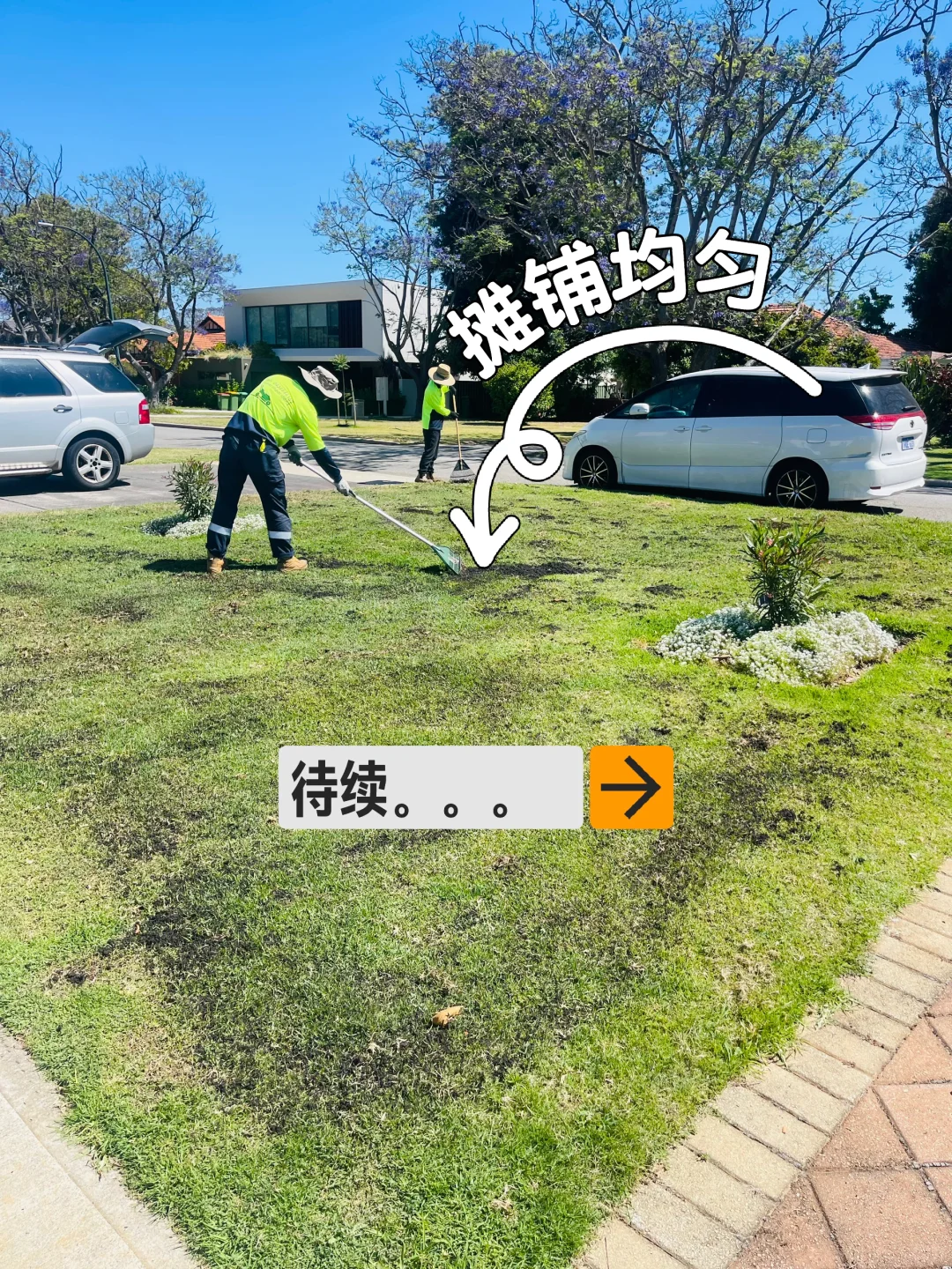 珀斯富人区草坪修复记录｜三周救回来了！