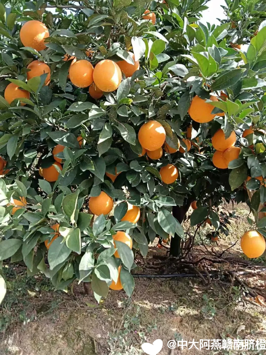 今年赣南脐橙?又要拜托大家了?