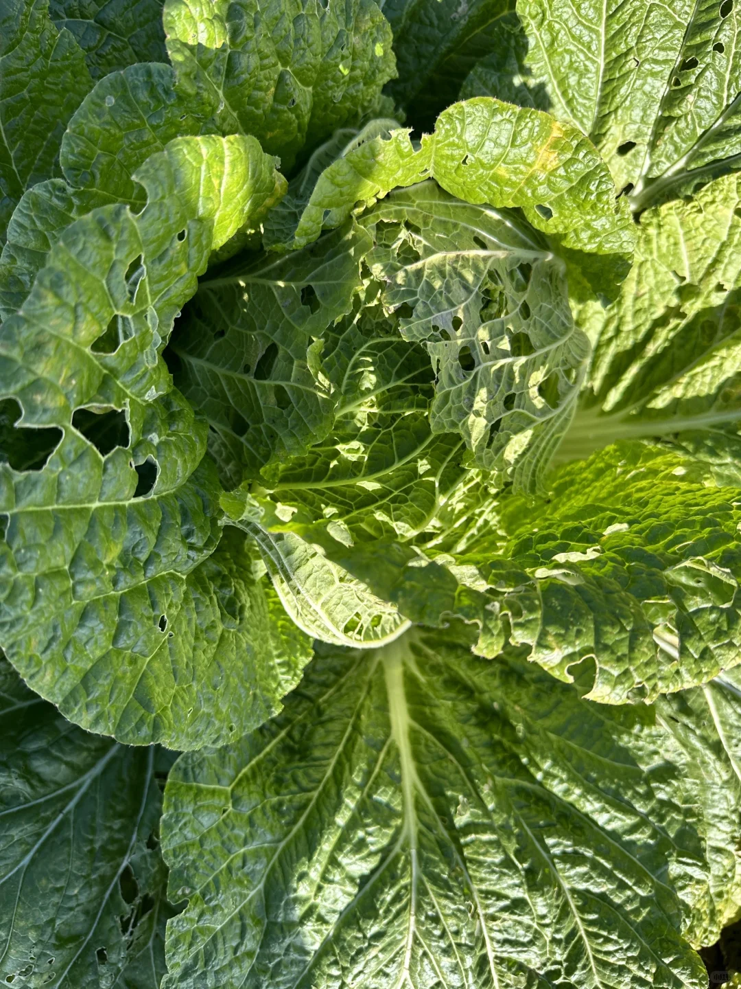 自家种的有机大白菜，留一部分给?吃