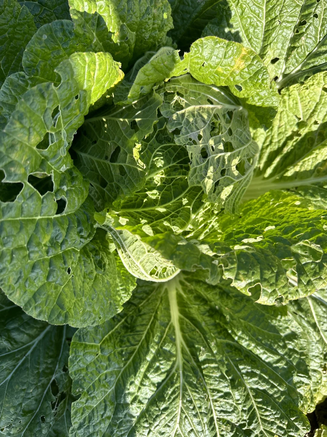 自家种的有机大白菜，留一部分给?吃