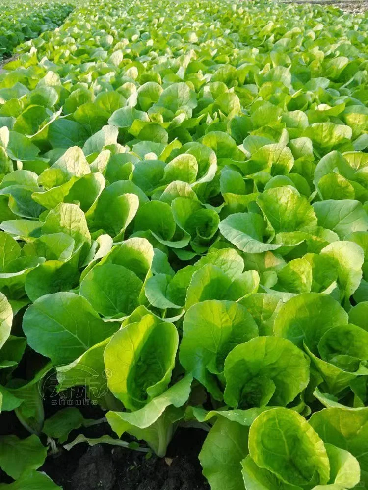 雨水节气后种这些菜，撒种就长收获快！