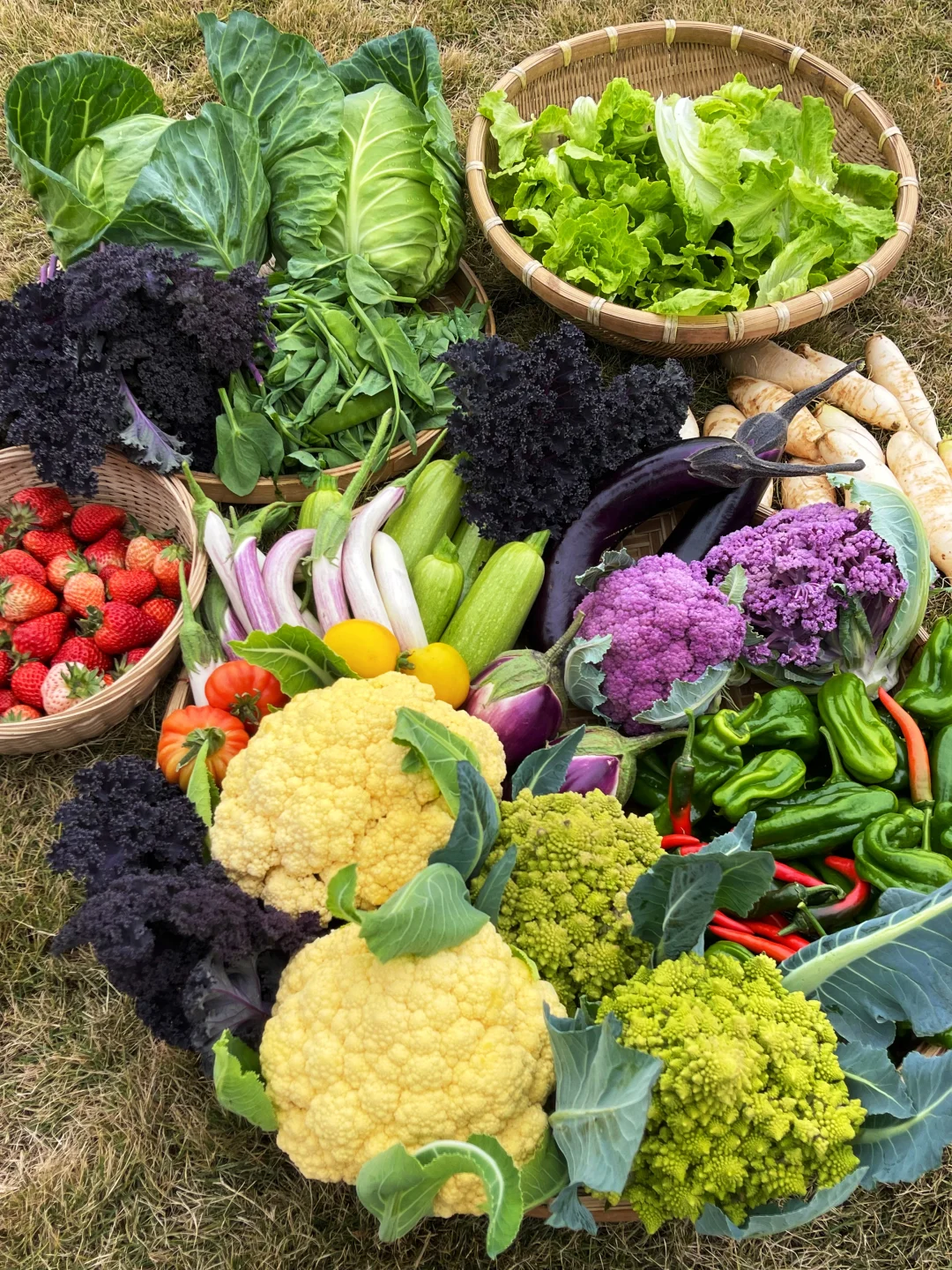 农场采摘｜把菜园的春天带回家