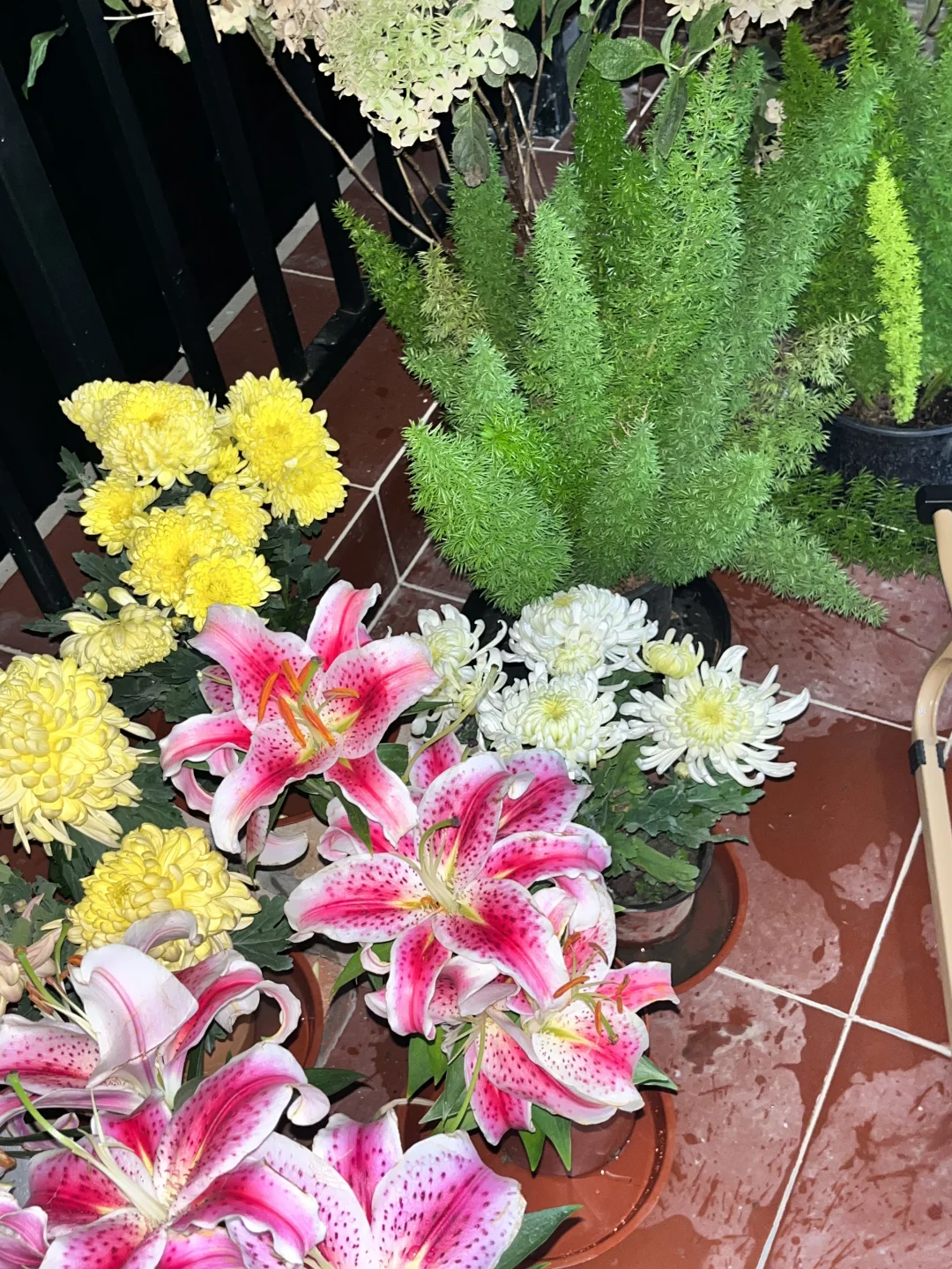 均价不到20的植物