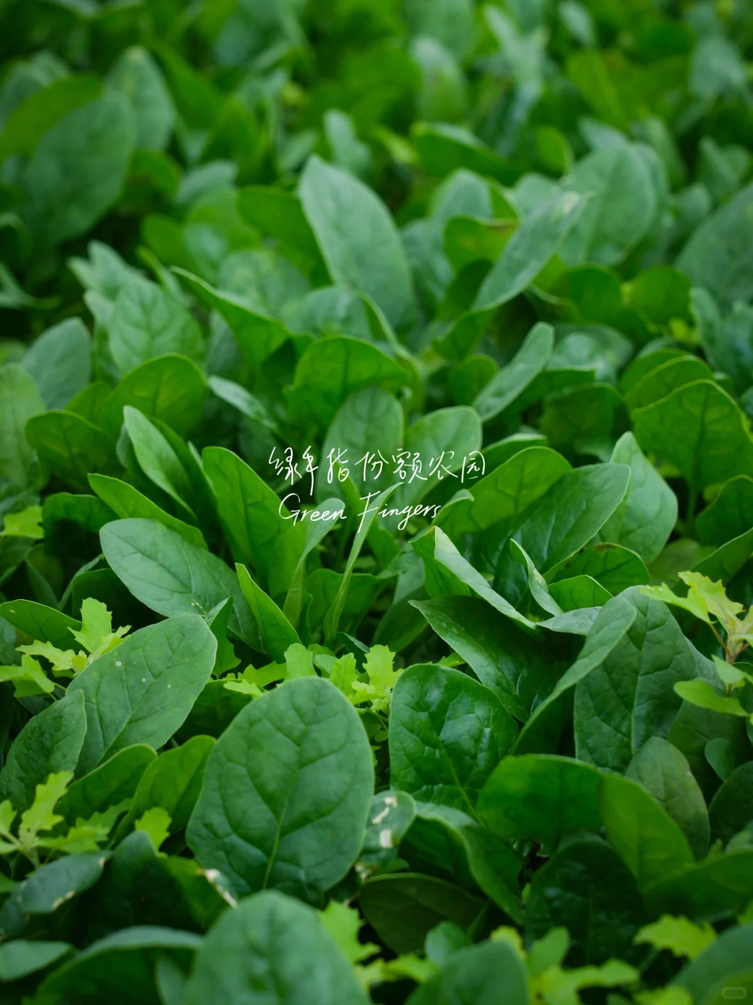 开春蔬菜大狂欢