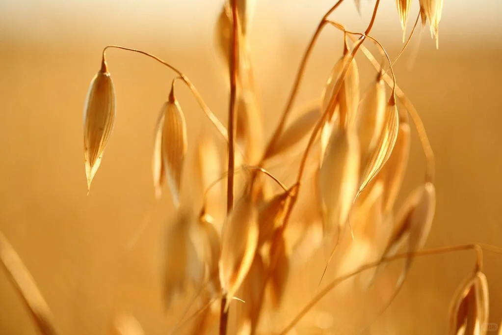 燕麦，不得不夸的食物，真的太值得吃了！