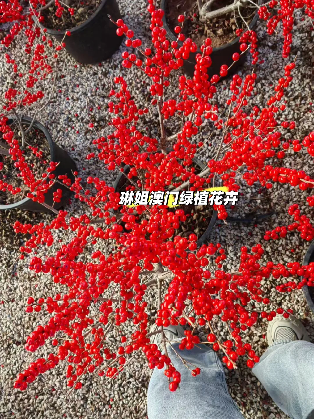 澳門??直供 紅果冬青、聖誕樹?