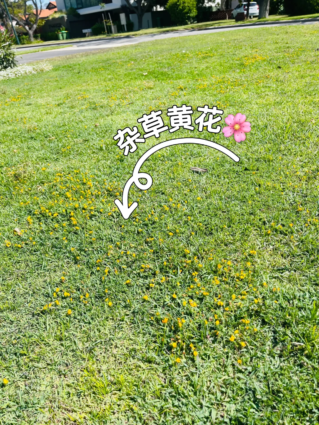 珀斯富人区草坪修复记录｜三周救回来了！