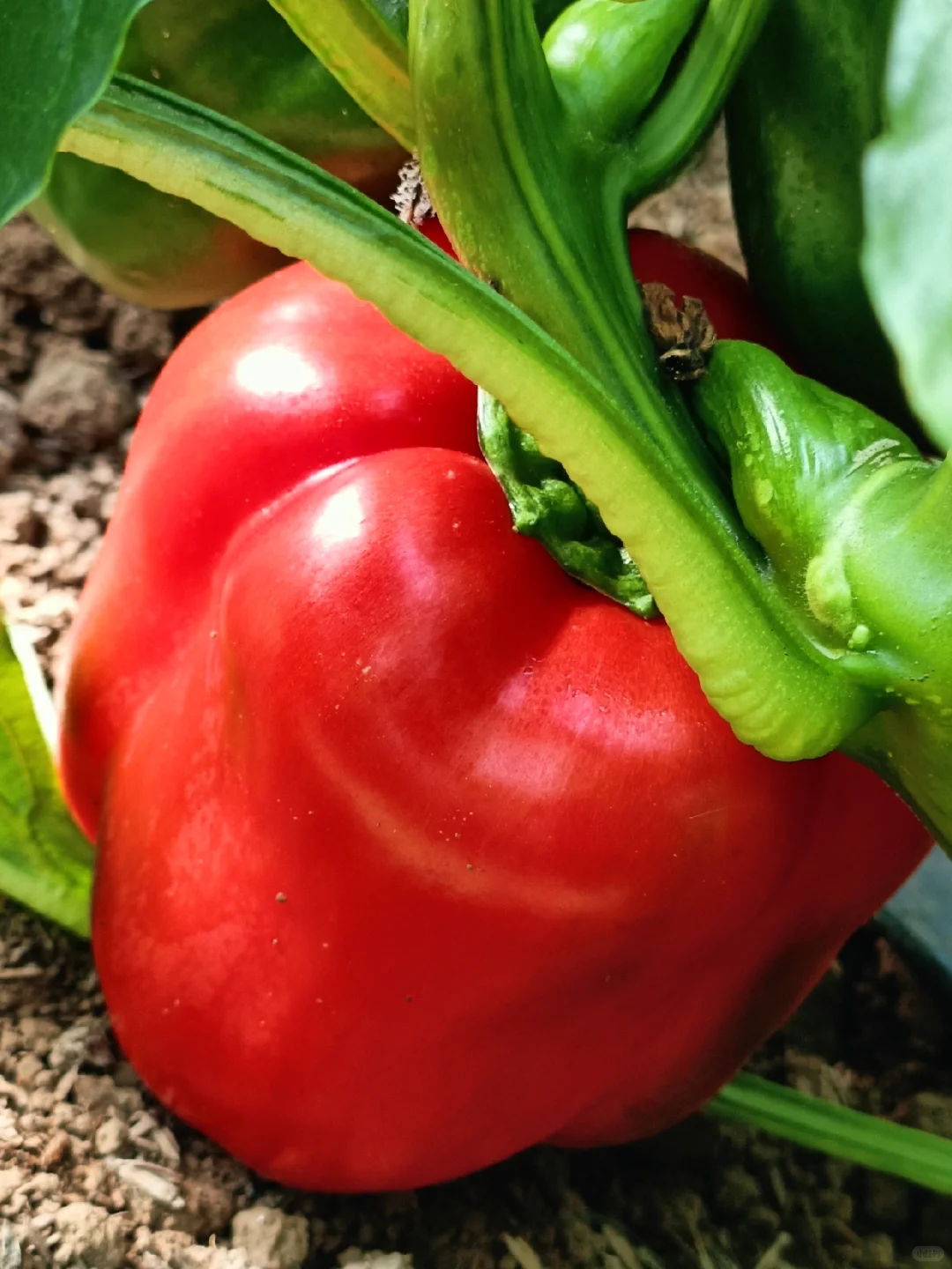 产业兴，则农村兴