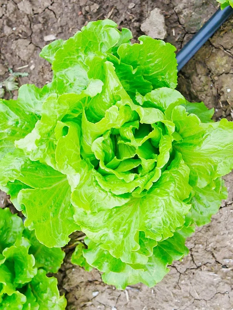 把握种菜黄金期，2月下旬到3月种这些蔬菜