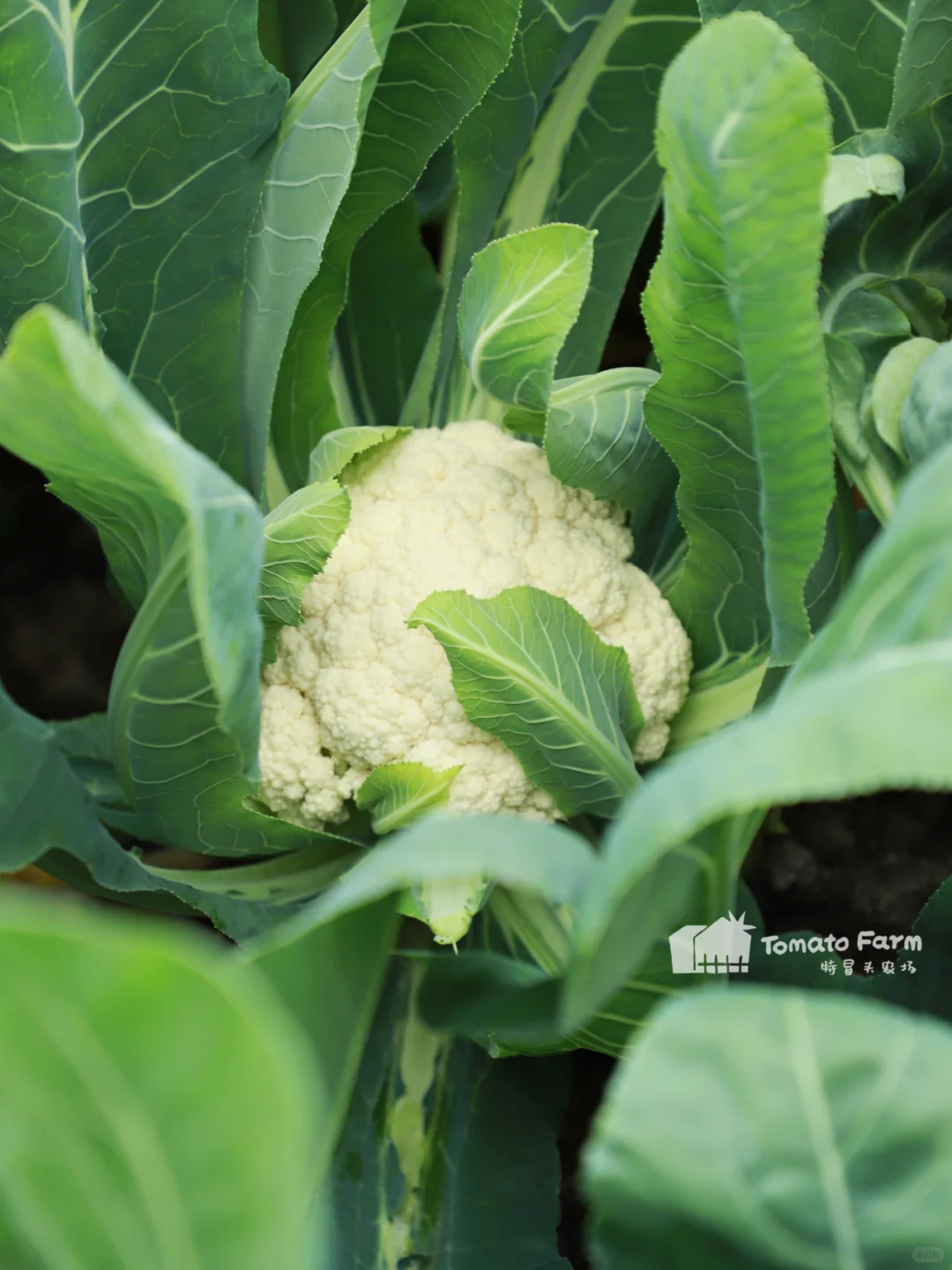 冬天的农场也是生机勃勃滴！一起摘花菜呀~