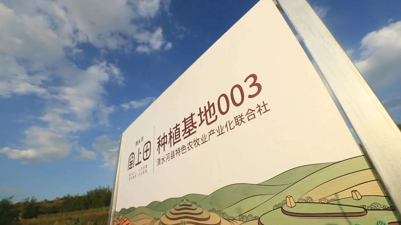 窑上田·万亩种植基地