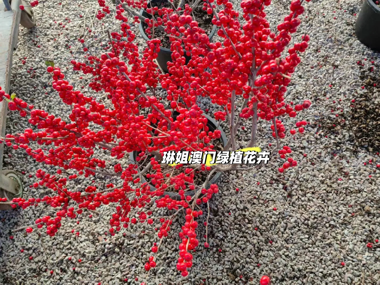 澳門??直供 紅果冬青、聖誕樹?