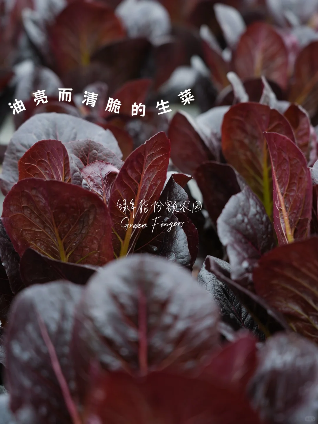 开春蔬菜大狂欢