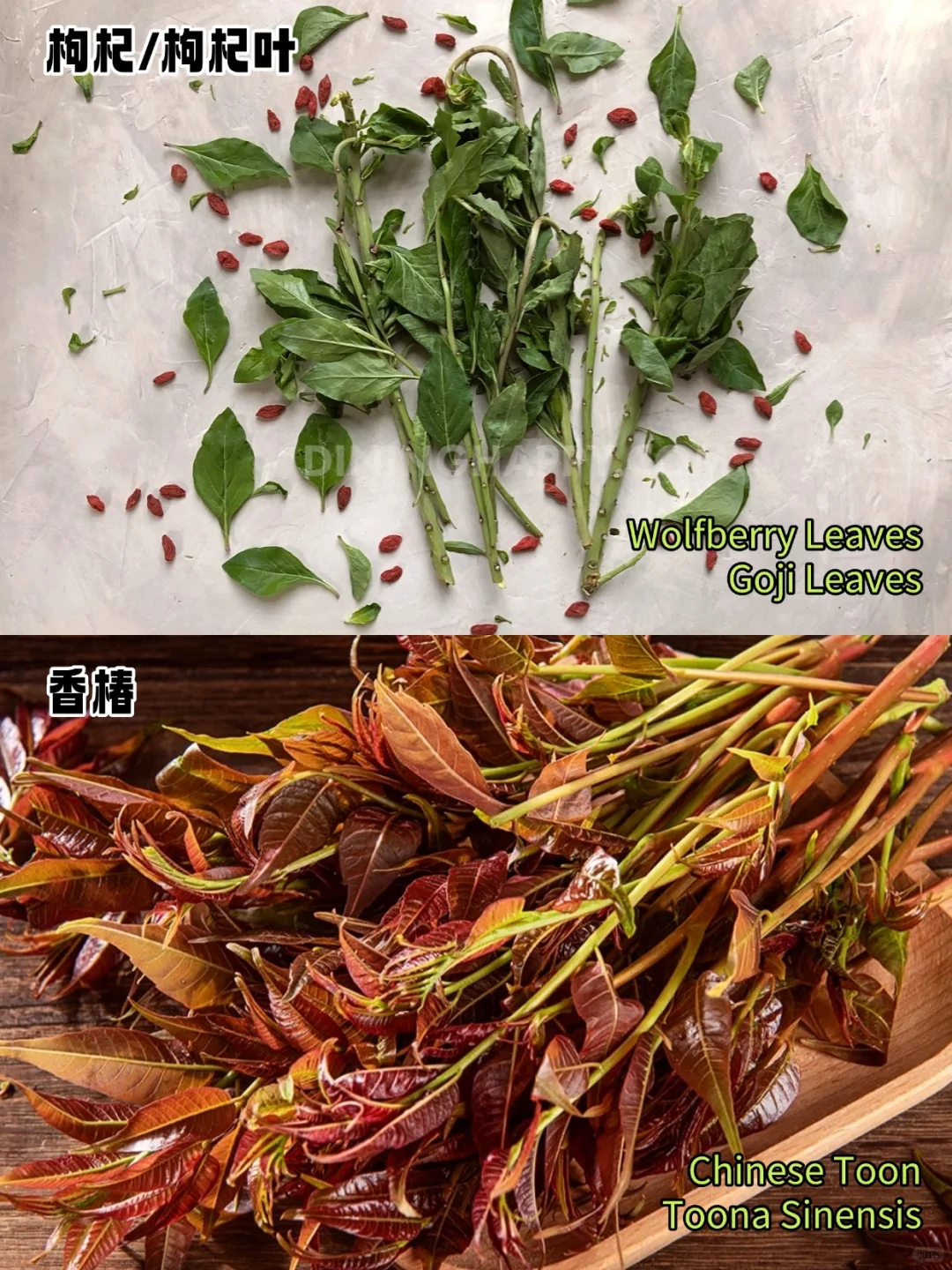 加拿大常见蔬菜中英文对照?叶菜篇