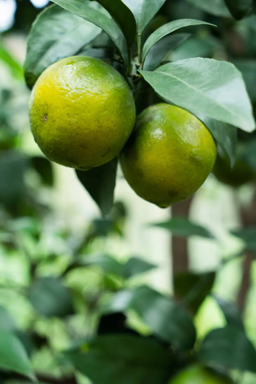 到万家的德庆贡柑