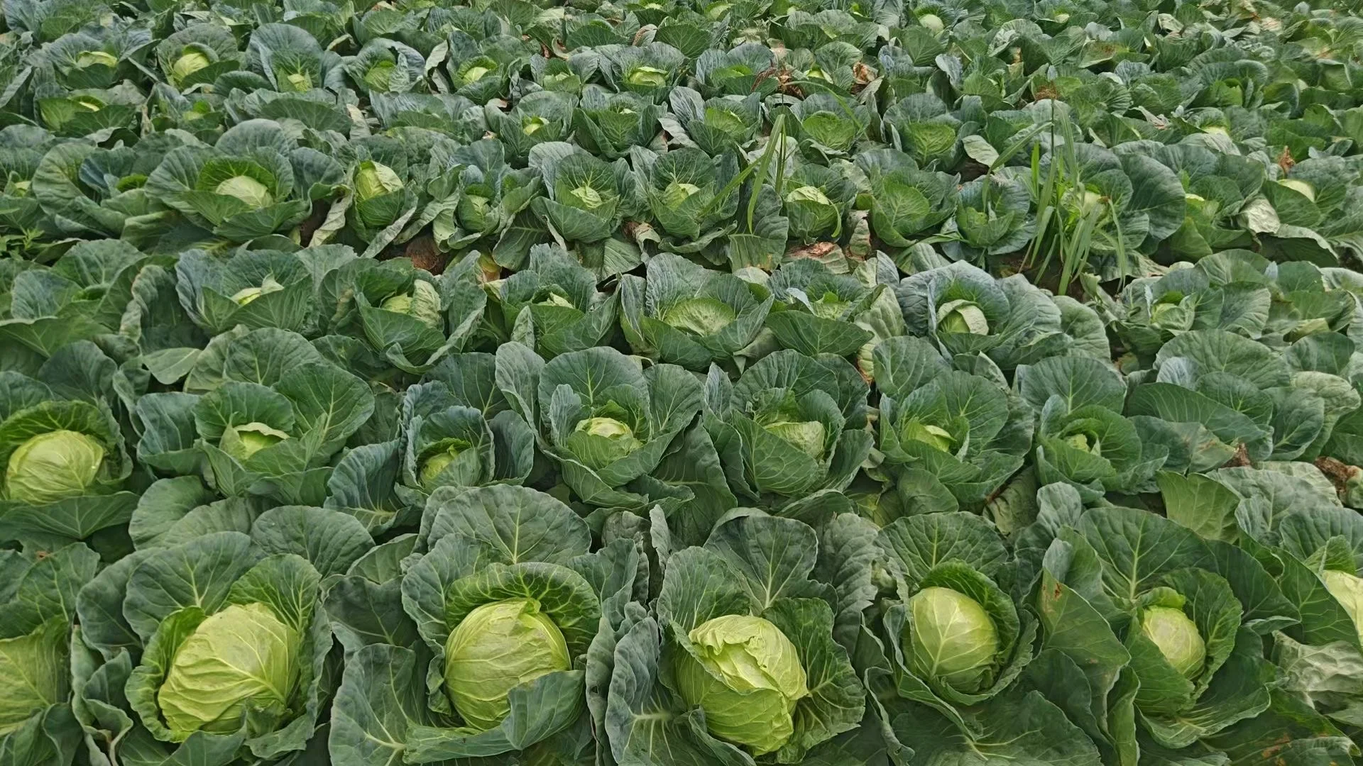 做有温度的助农活动！！！