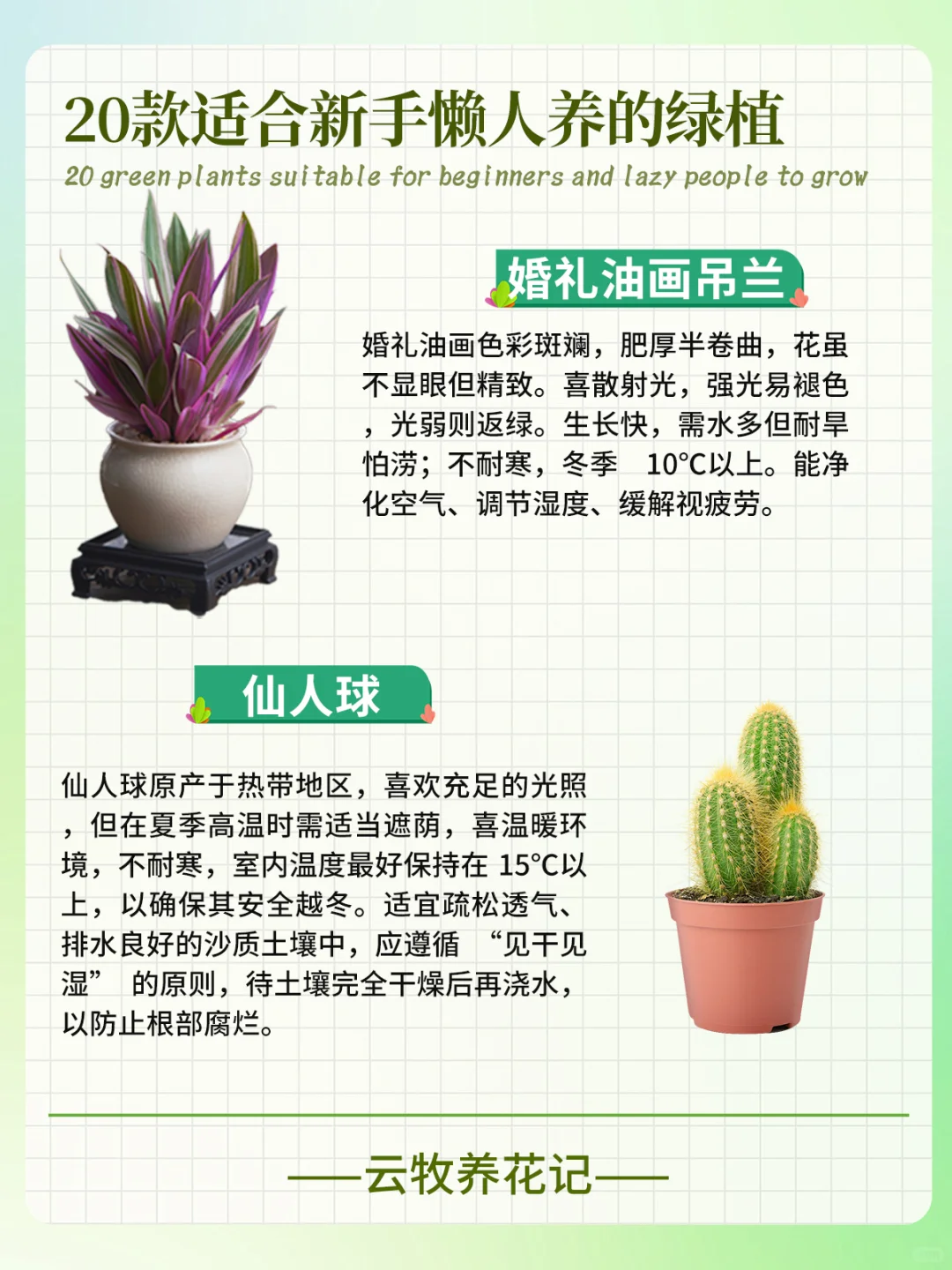 20款好养易活的绿植~新手、懒人小白必备！