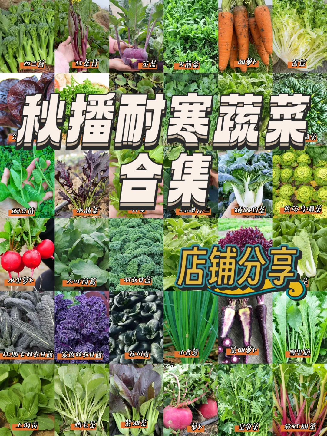 我秋播的一些耐寒蔬菜品种??