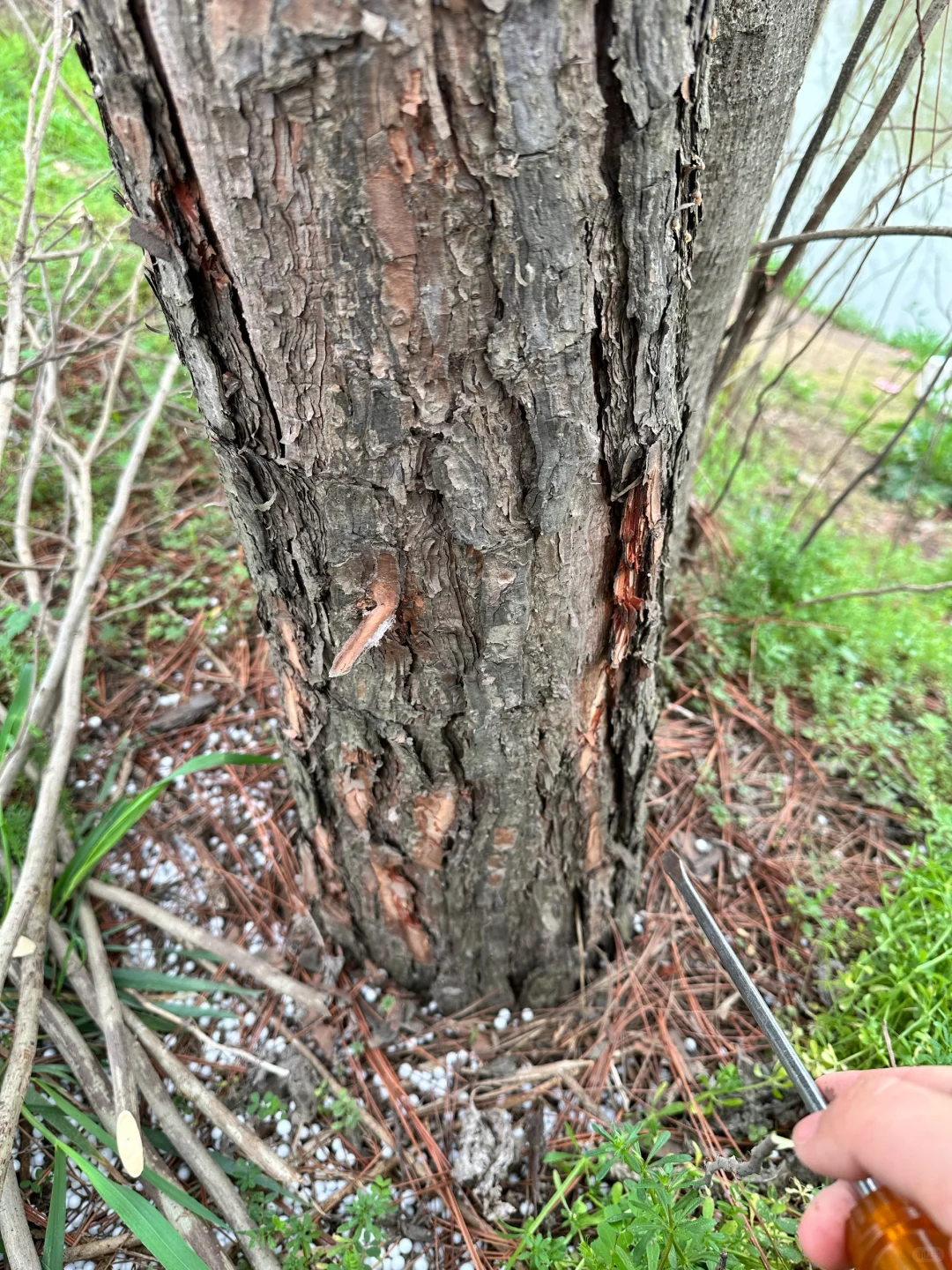 带娃上山捡松鳞，为种蓝莓费尽心思