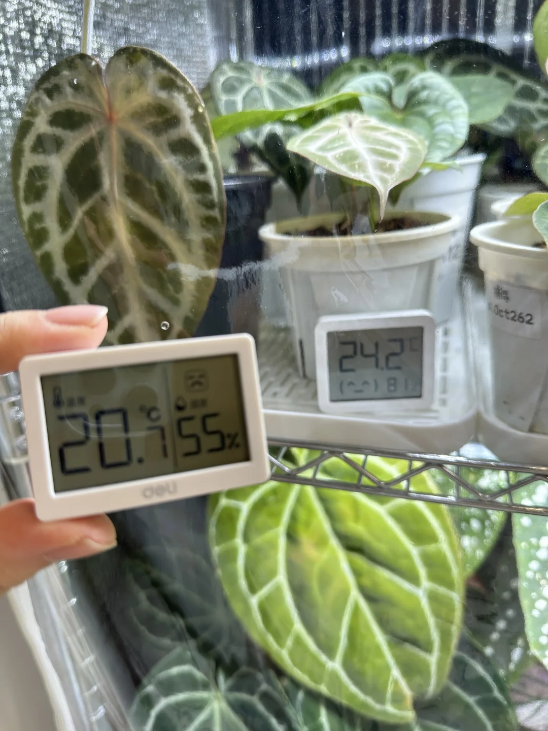 上海花烛过冬（抠搜版