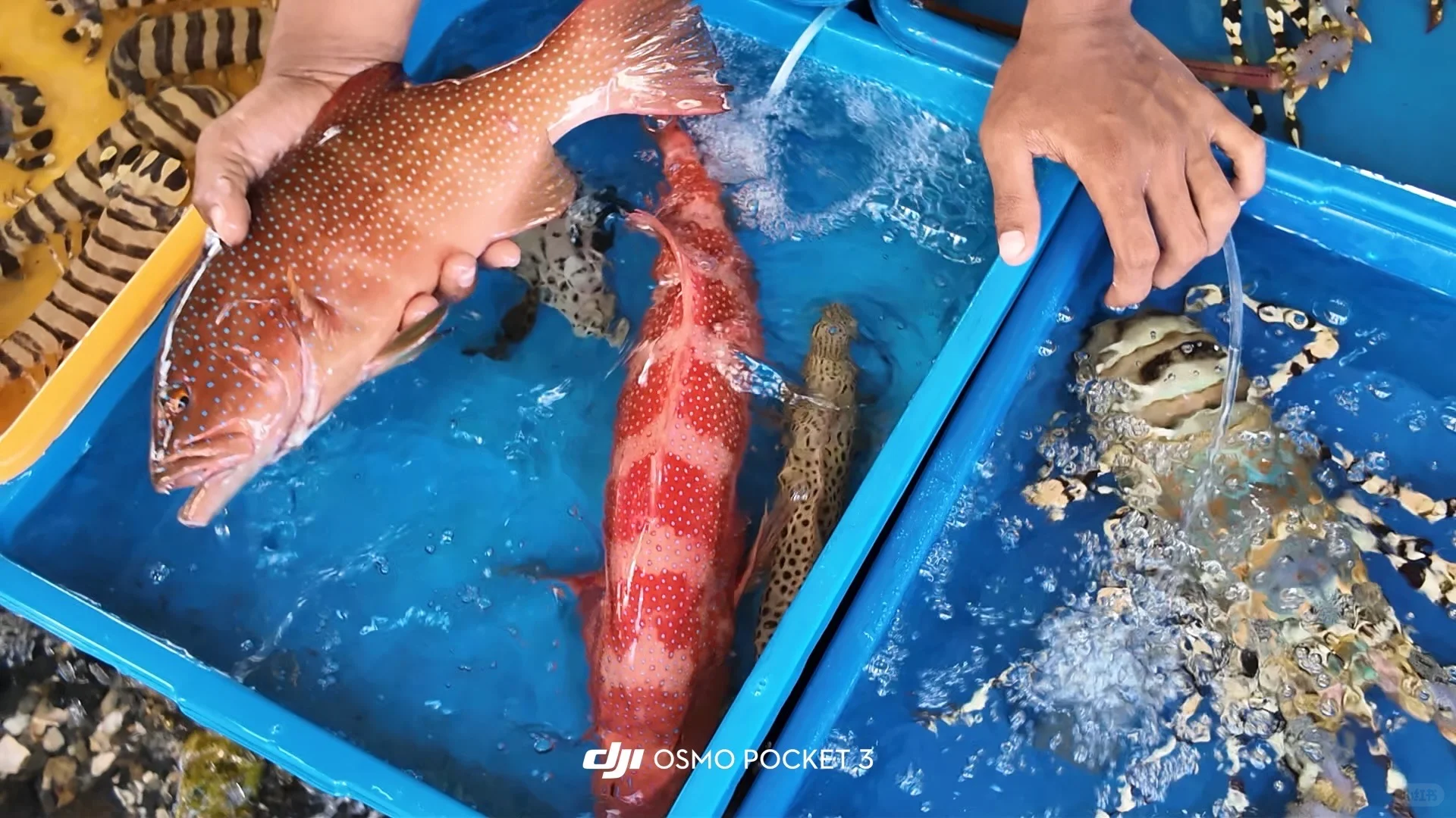 仙本那海鲜市场避坑攻略?2025最新价+砍价