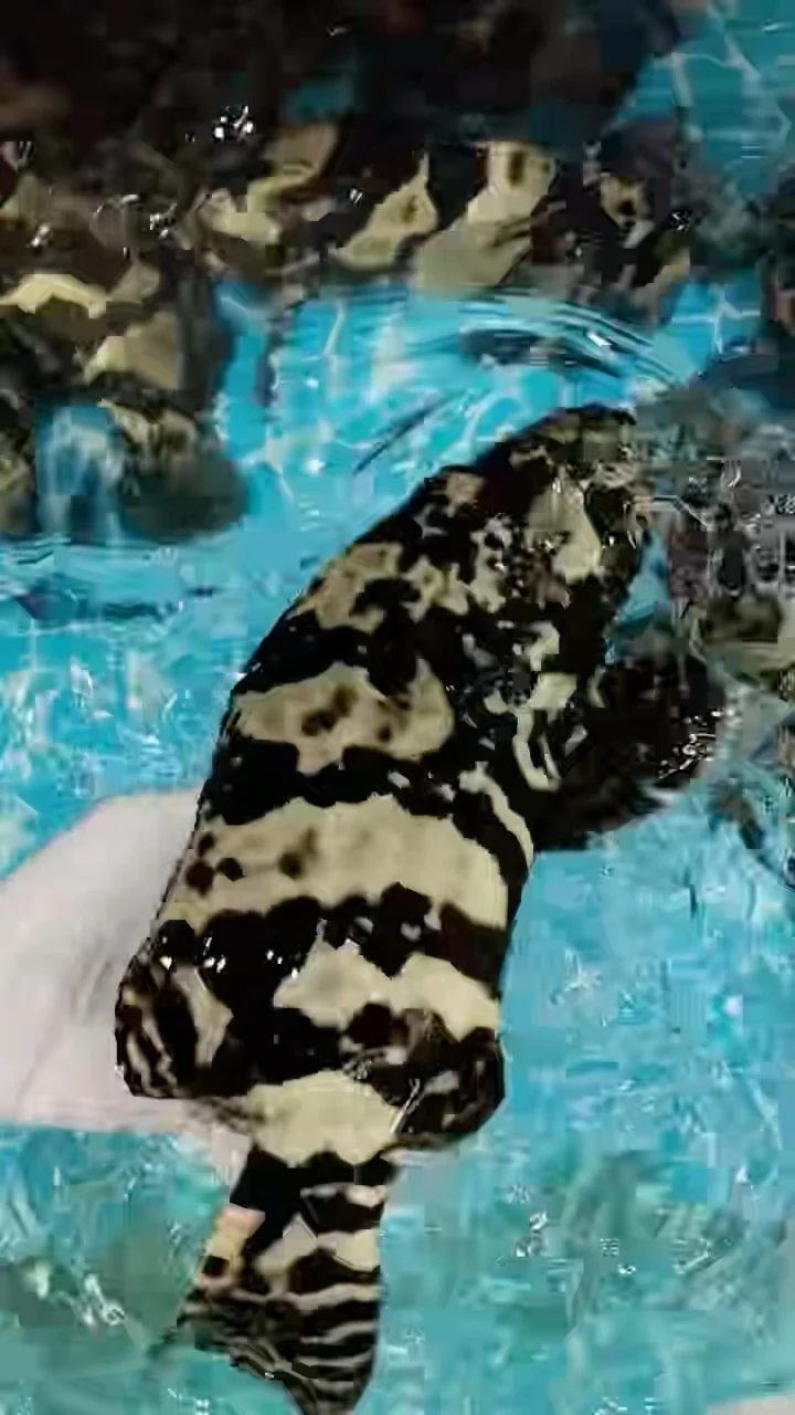 11.18海鲜实时报价｜便民市场竹林佬平靓正?