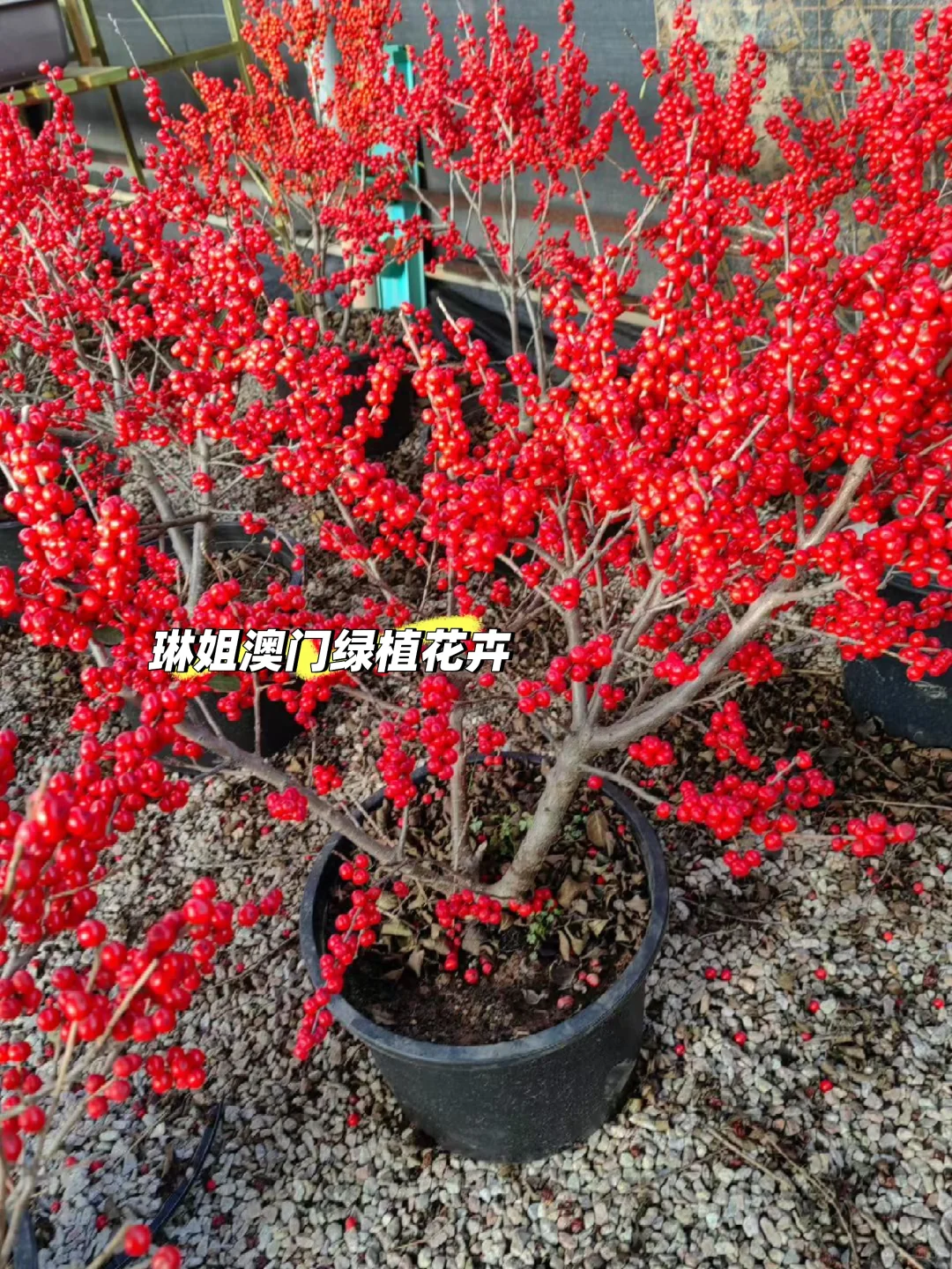 澳門??直供 紅果冬青、聖誕樹?