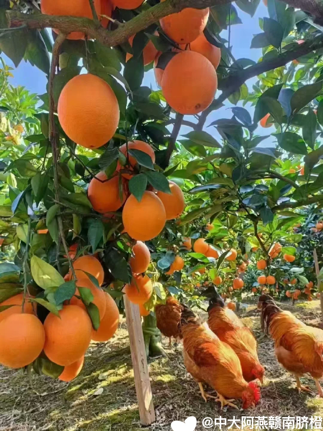 今年赣南脐橙?又要拜托大家了?