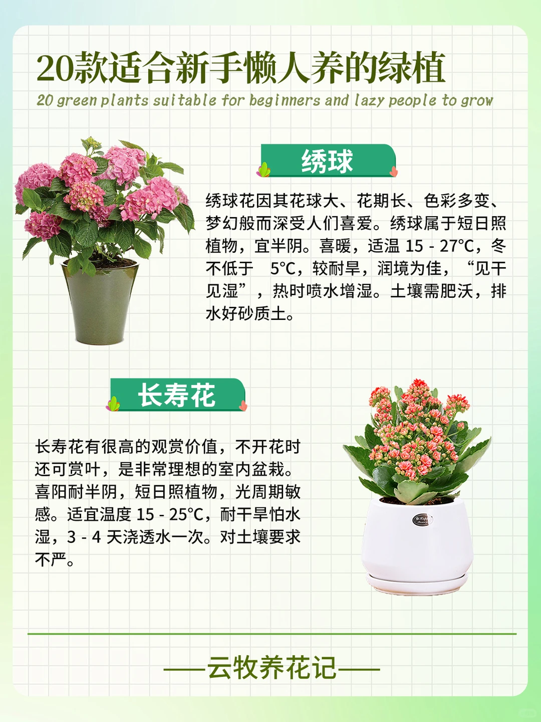 20款好养易活的绿植~新手、懒人小白必备！