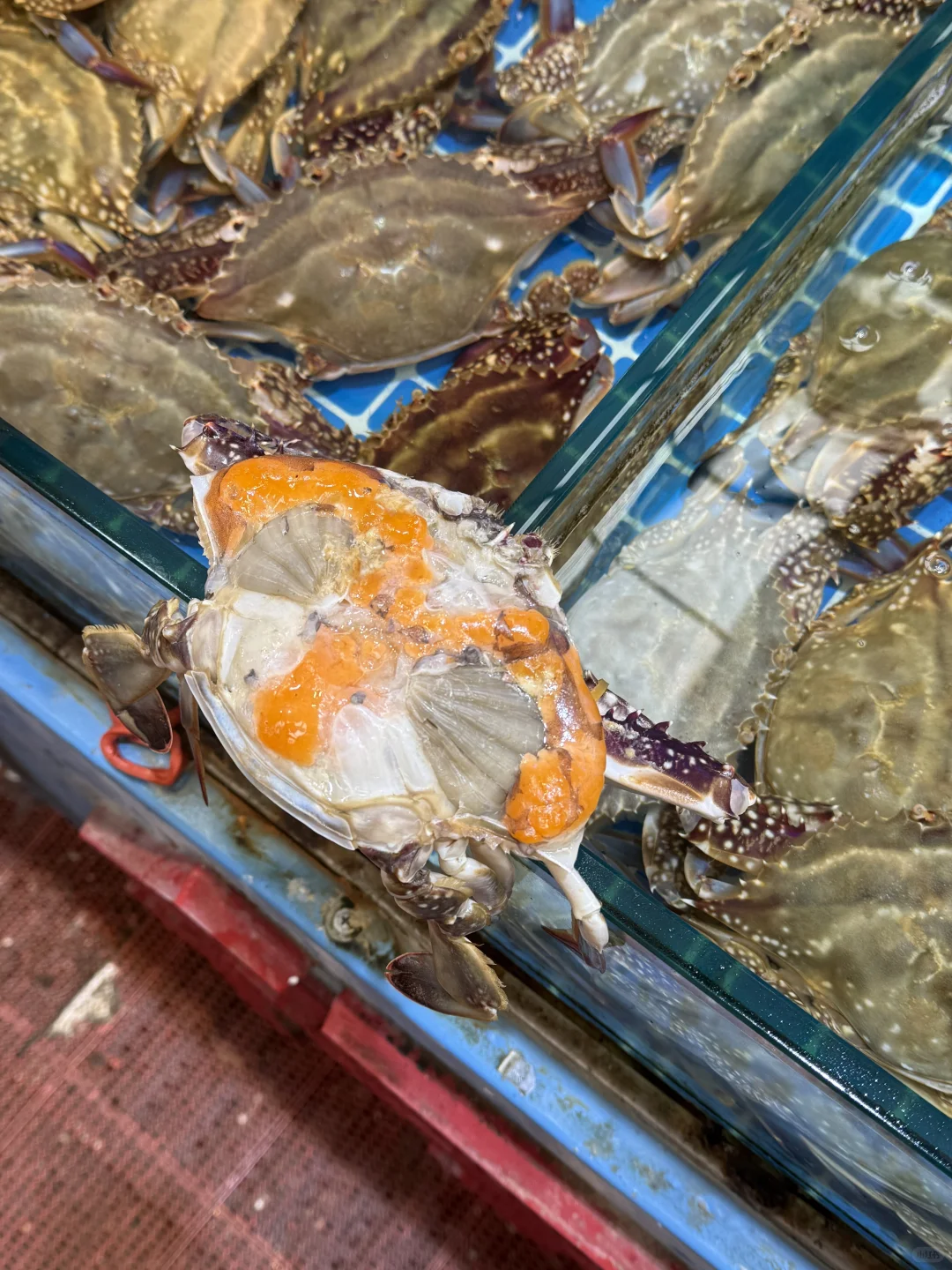 青岛淡季海鲜价格！海鲜加工本地人带你避雷✅