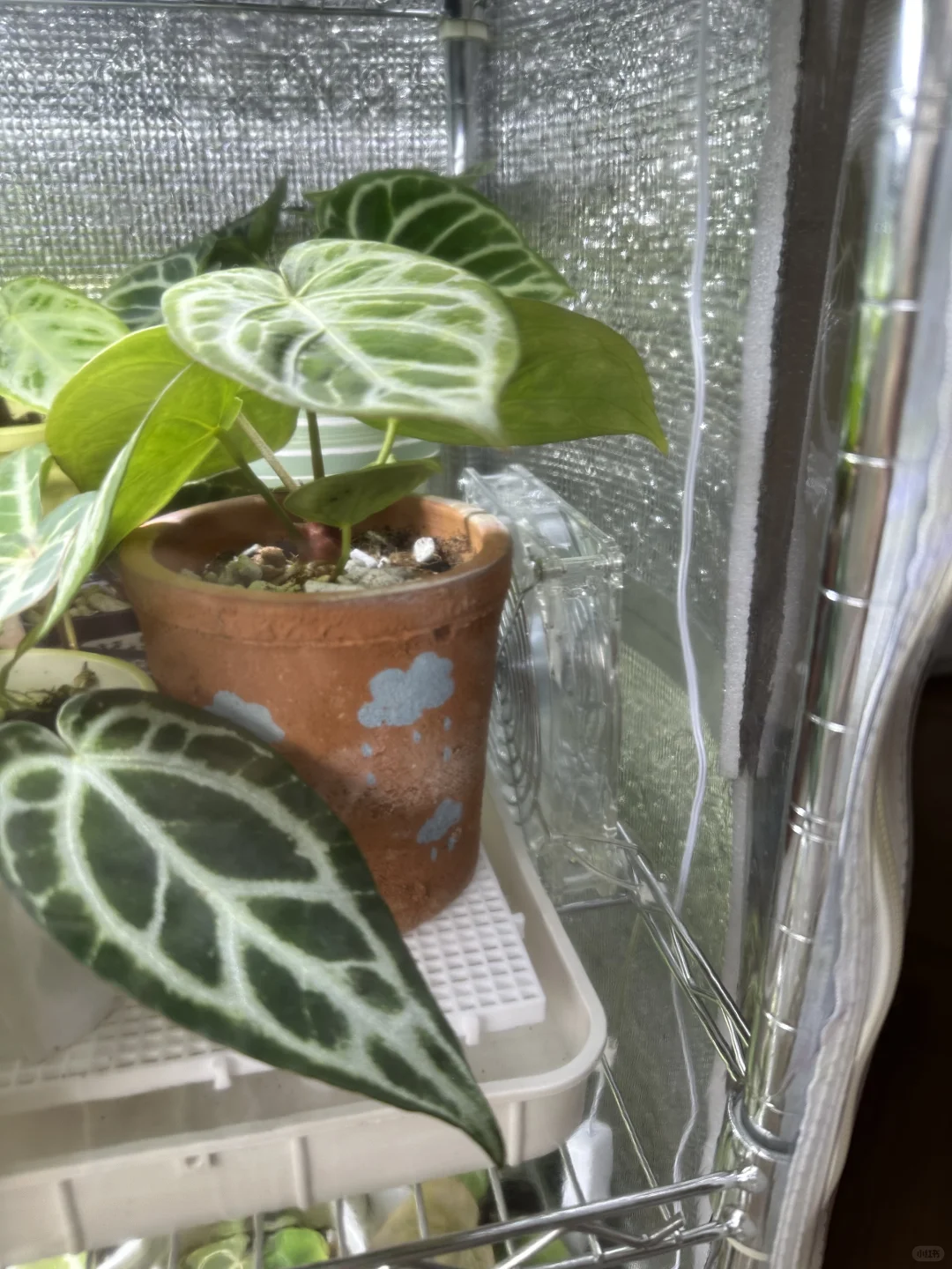 上海花烛过冬（抠搜版