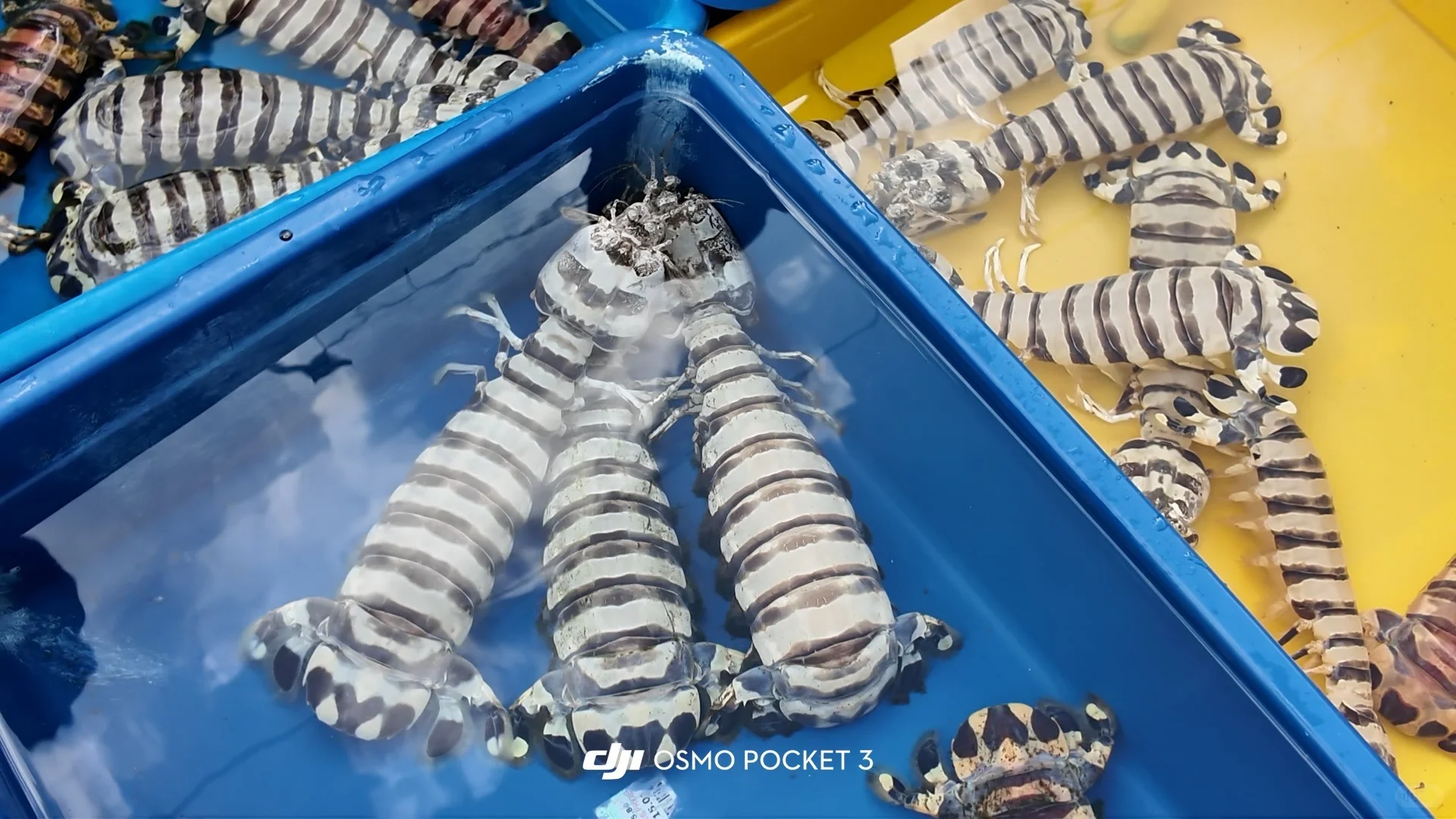 仙本那海鲜市场避坑攻略?2025最新价+砍价