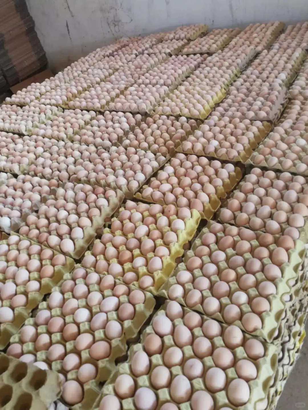 馆陶鸡蛋源头厂家供应链，月产300W件