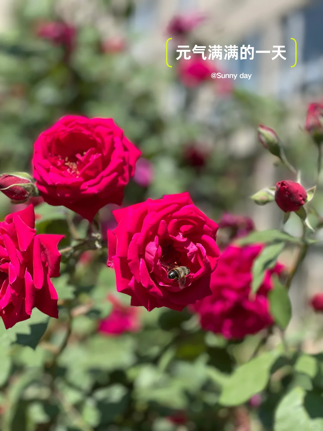 地方小众养生粥｜豆散散