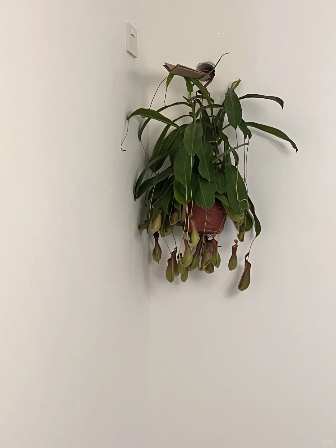 均价不到20的植物