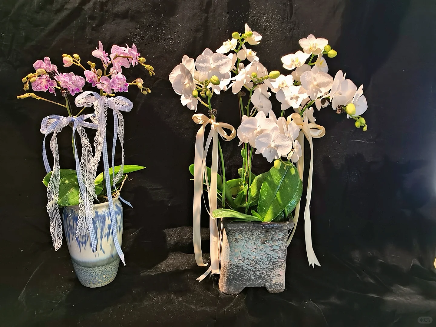 蝴蝶兰收货日记?