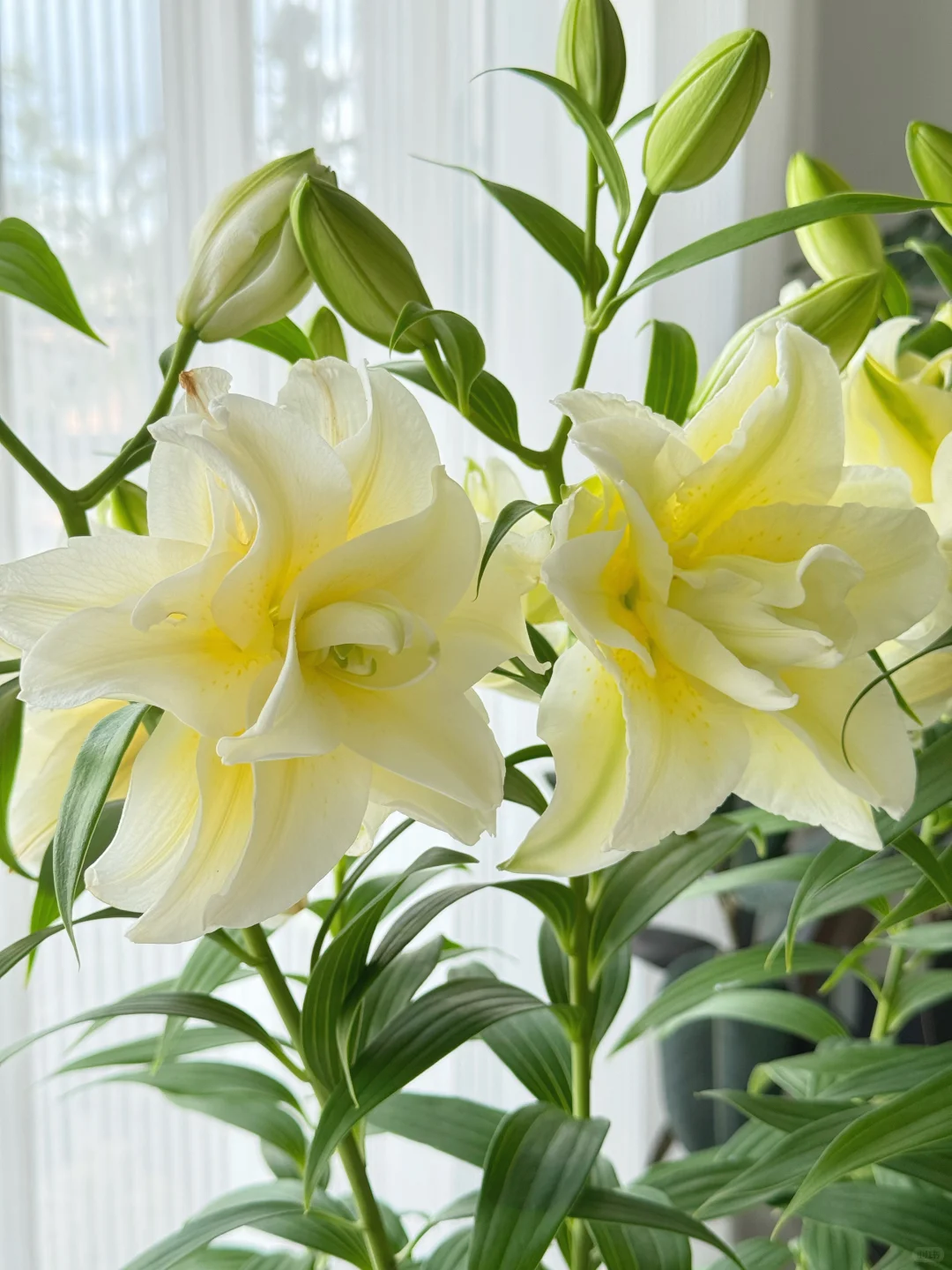 顶着38度高温开花的百合