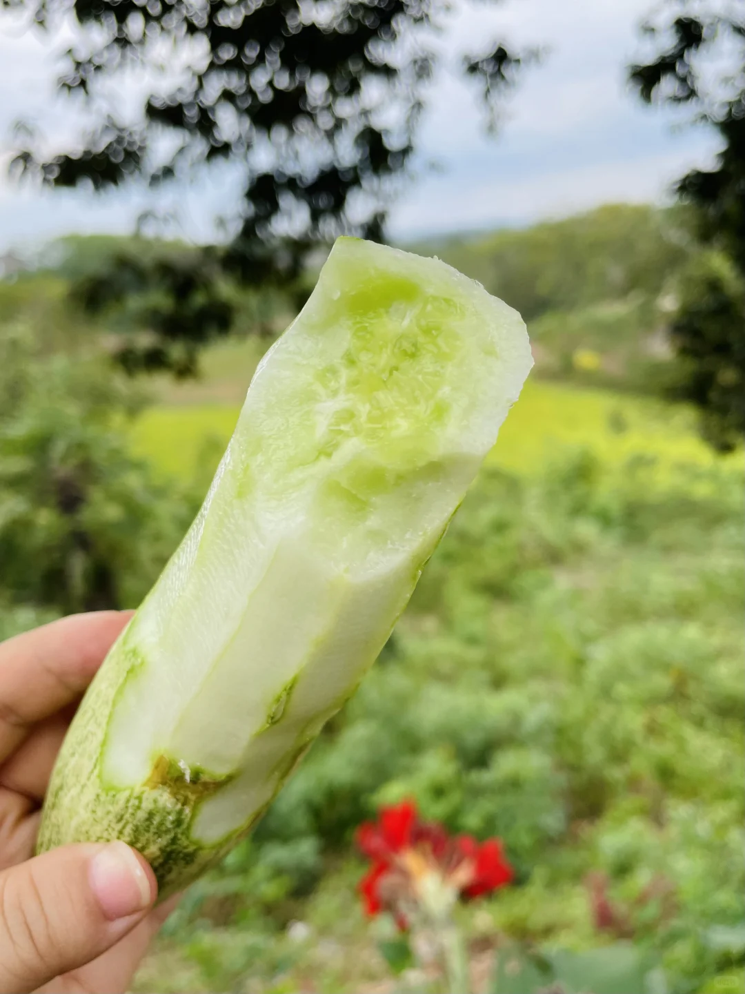 田园的慢生活｜纯天然绿色瓜果蔬菜