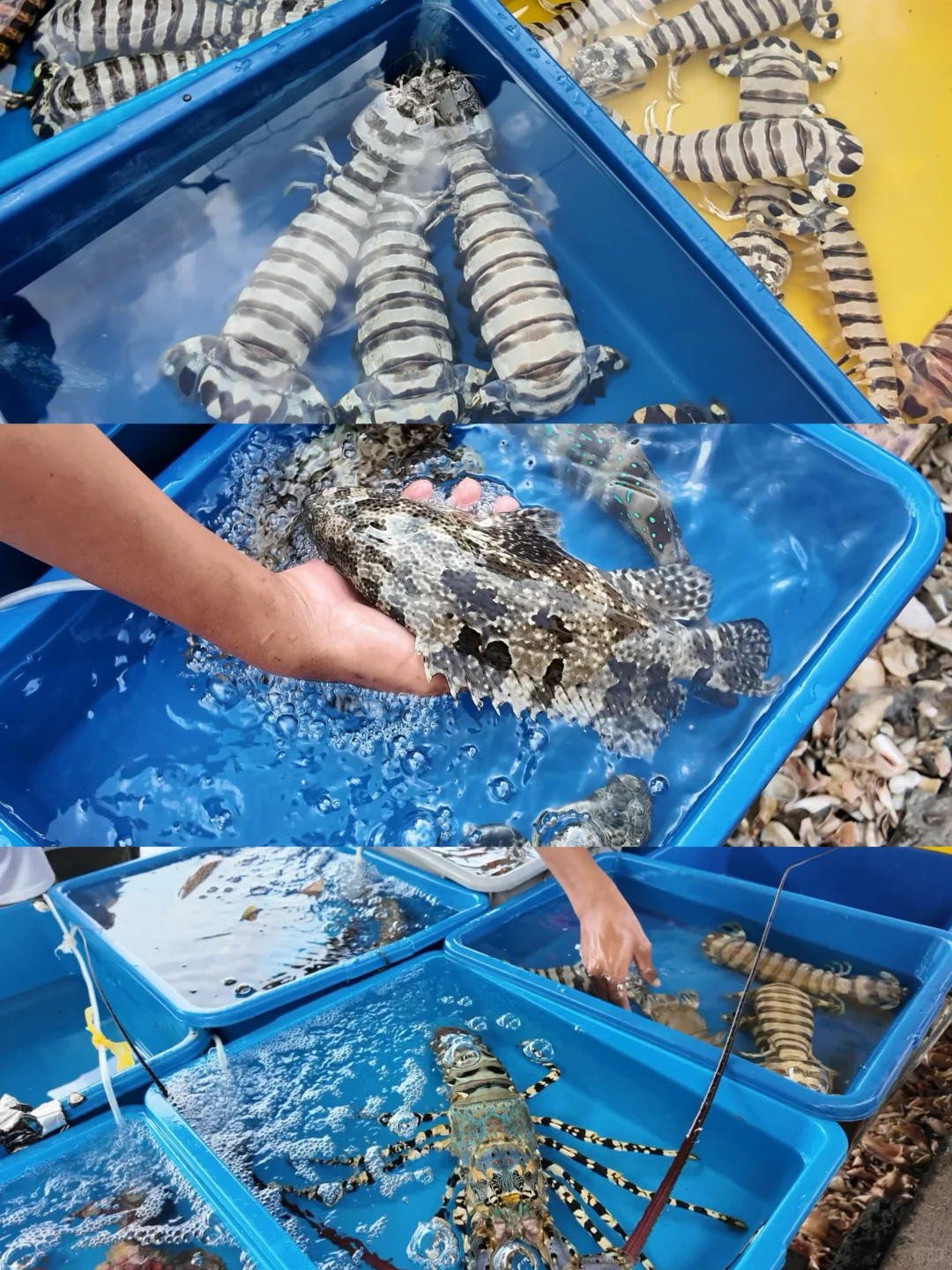 仙本那海鲜市场避坑攻略?2025最新价+砍价