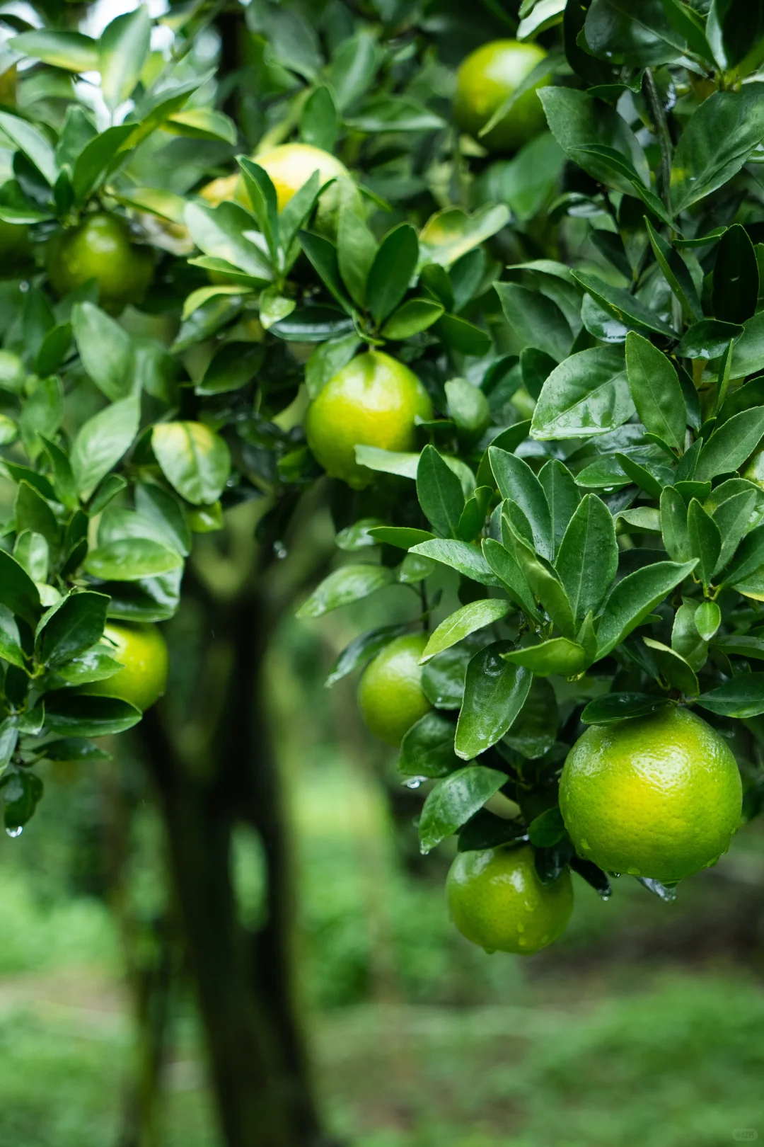 到万家的德庆贡柑