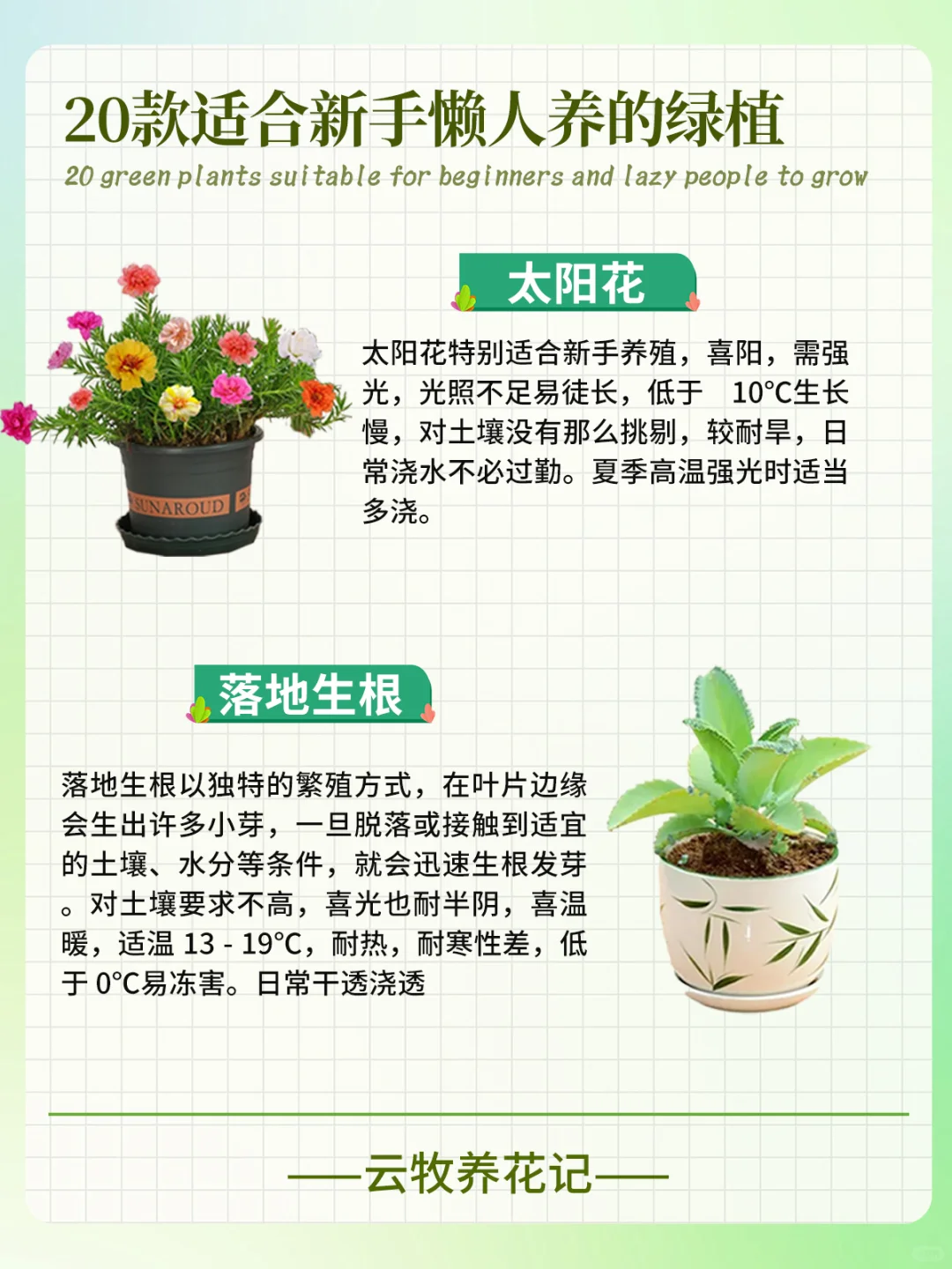 20款好养易活的绿植~新手、懒人小白必备！