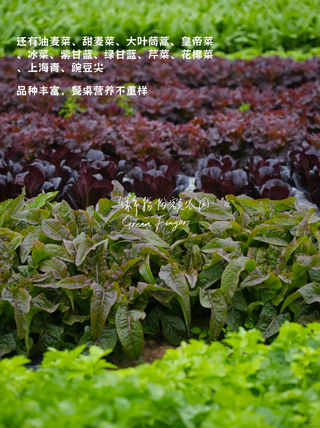 开春蔬菜大狂欢