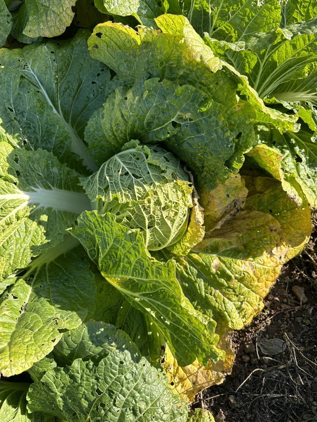 自家种的有机大白菜，留一部分给?吃