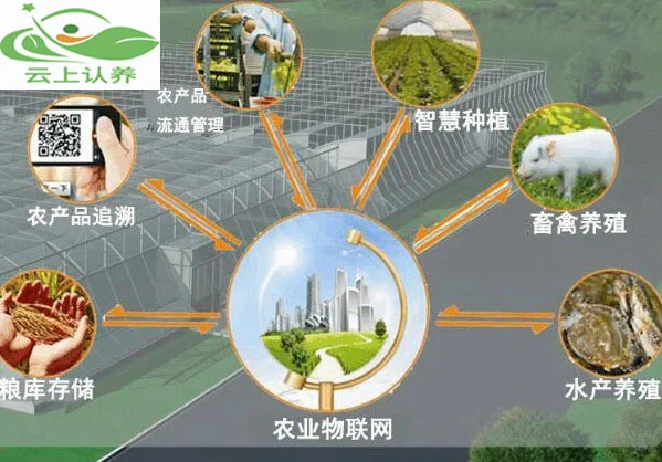 云上认养—物联网技术如何改变农场发展方式