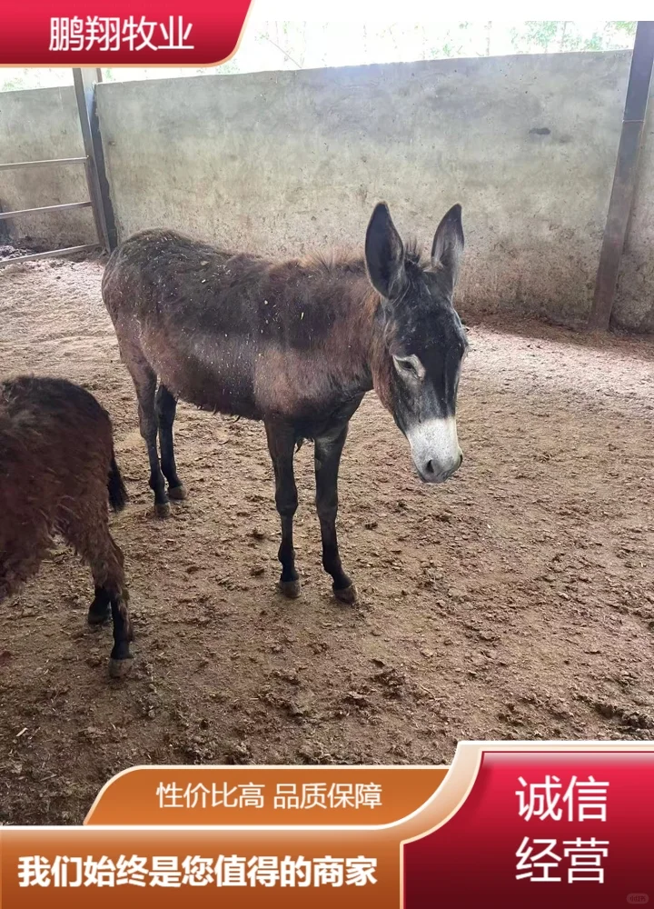 鹏翔牧业活毛驴