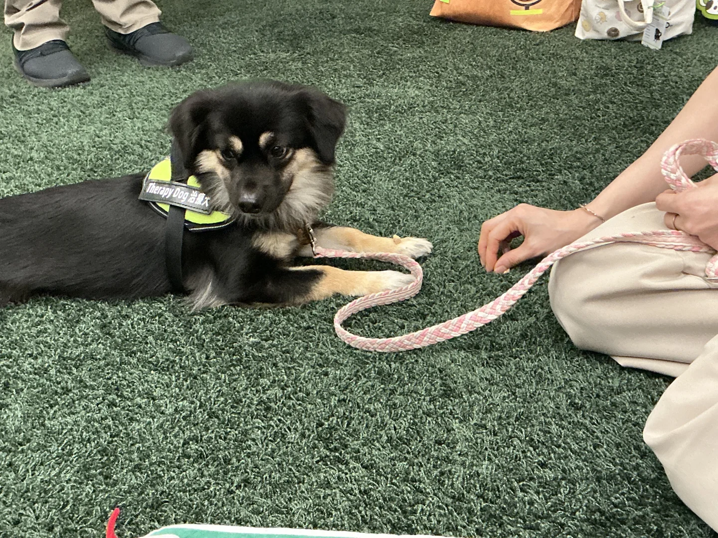 谁家图书馆可以撸小狗呀