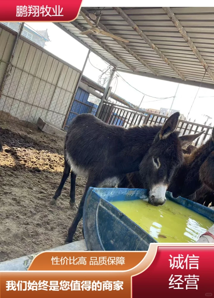 鹏翔牧业活毛驴