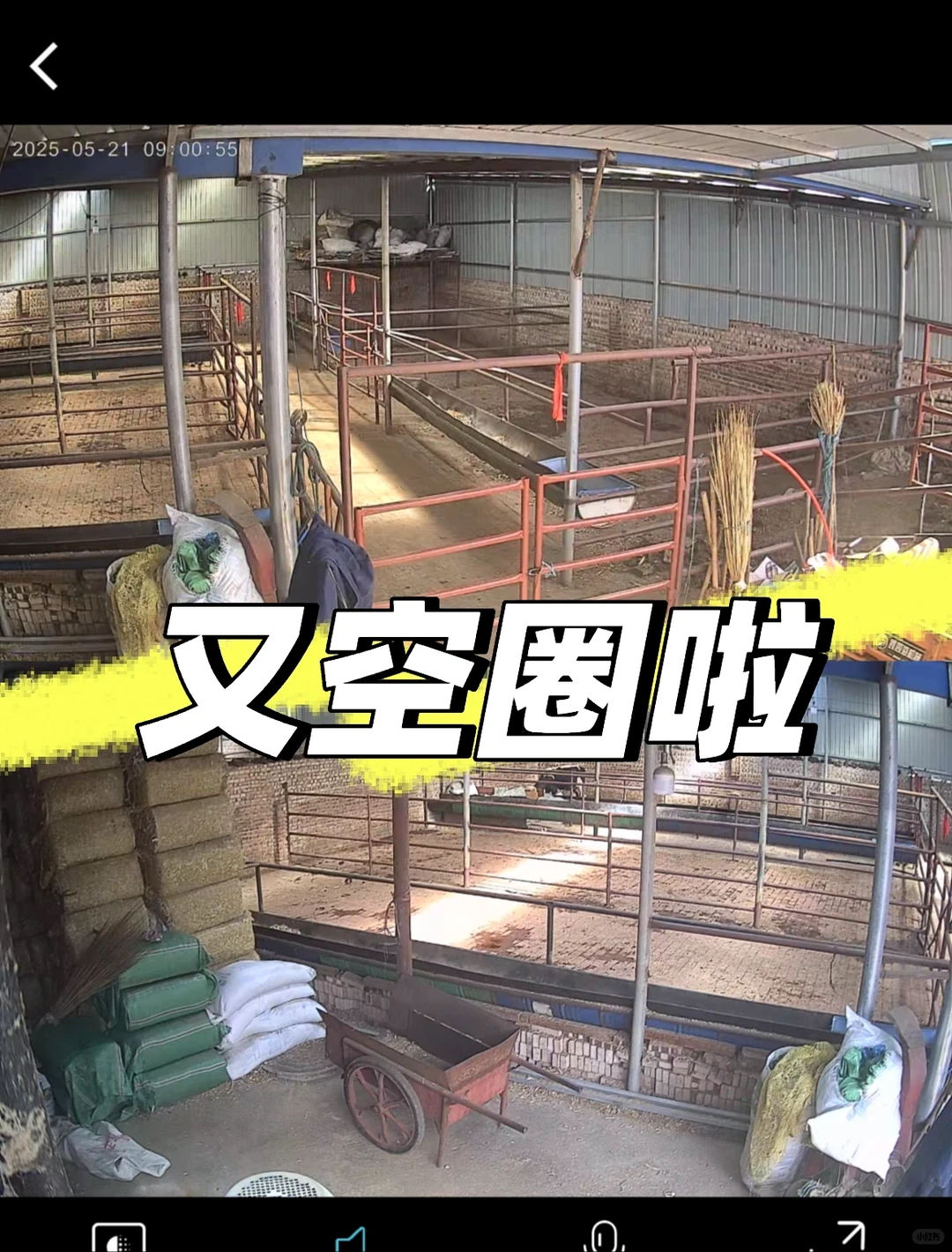 张北牛市最近客户少，价格稳定