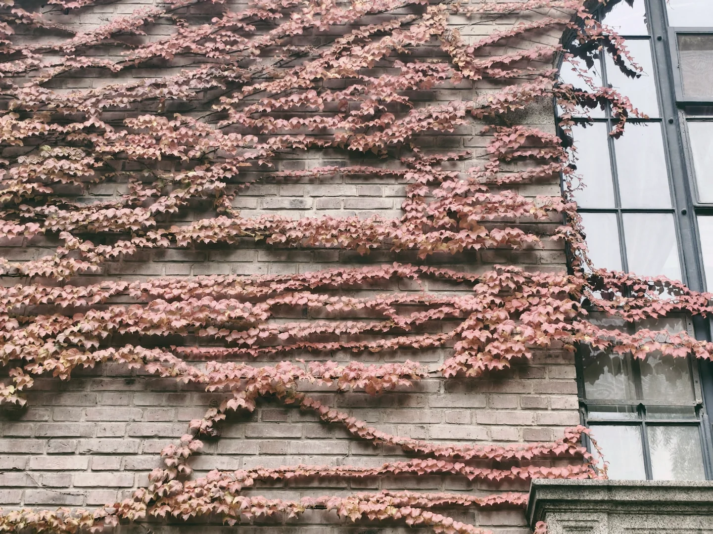 漫卷·象牙塔：清华大学 | 图书馆