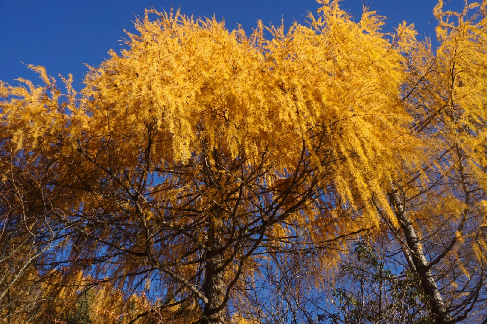 川西系列～小金～大坪牧业村～龙头滩